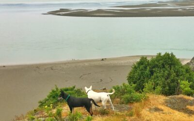 Health and Nutrition for the Taiwan Mountain Dog